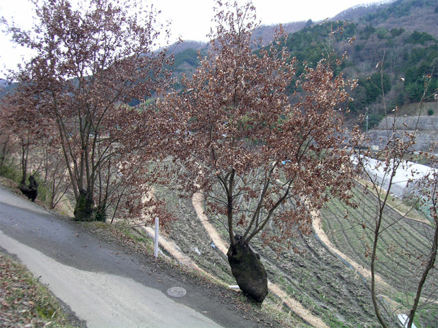 黒川